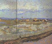 La Crau with Peach Trees in Blossom (nn04) Vincent Van Gogh